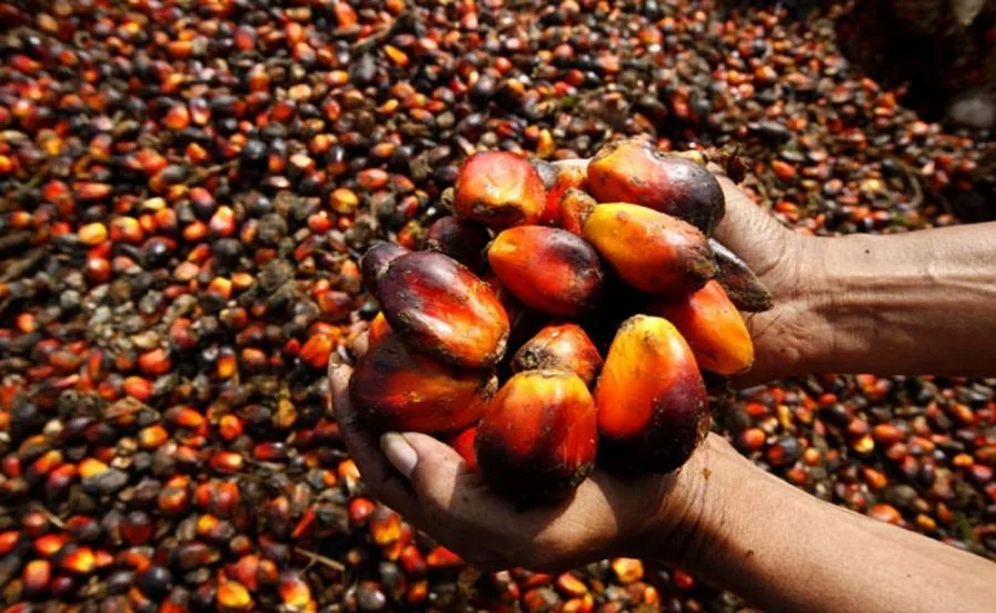 PM Reveals Major Discovery in Palm Oil Seeds