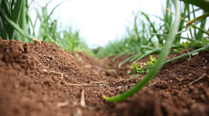 Sometimes Soils Need Doctors Too