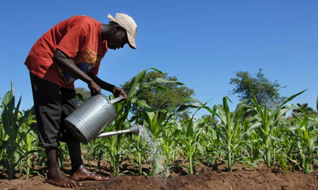 OCP Africa, Microsoft Join Forces to Strengthen Food Security in Africa