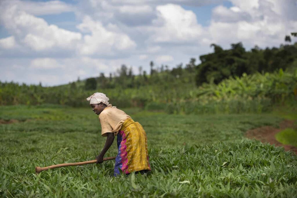 Revolutionary Gates Foundation supported project aims to supercharge Sub-Saharan agriculture