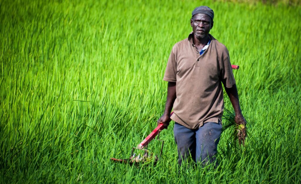 Climate Change – Farmers in Ghana Can’t Predict Rainfall Anymore