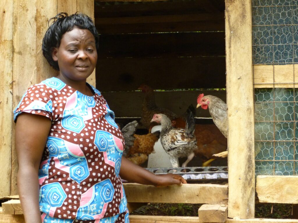 Could a poultry meat import ban in Africa hurt local households?