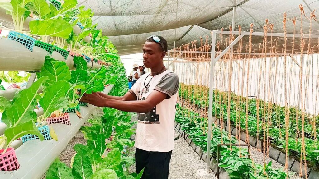 Crucial African agriculture, health startups lag behind in attracting seed capital