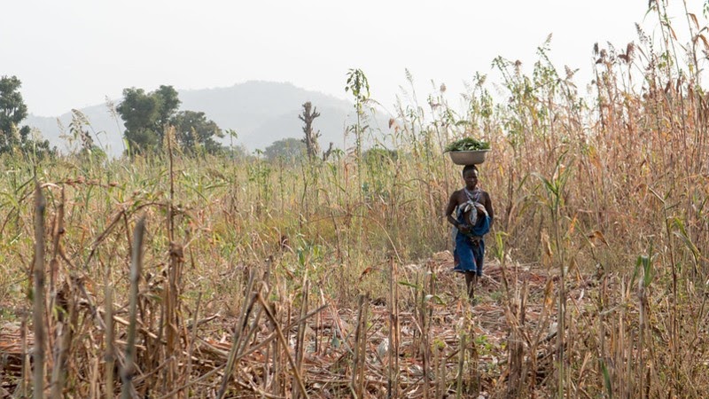 Crops and Conflict: how insecurity affects Nigeria’s agriculture sector