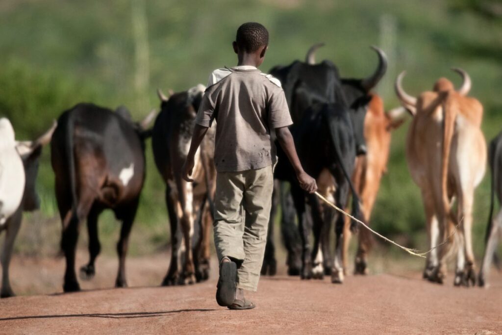 Should Africa invest in agriculture or infrastructure? The answer is both