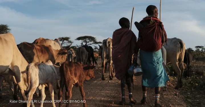 Opinion: Tailor climate-smart livestock solutions to African context