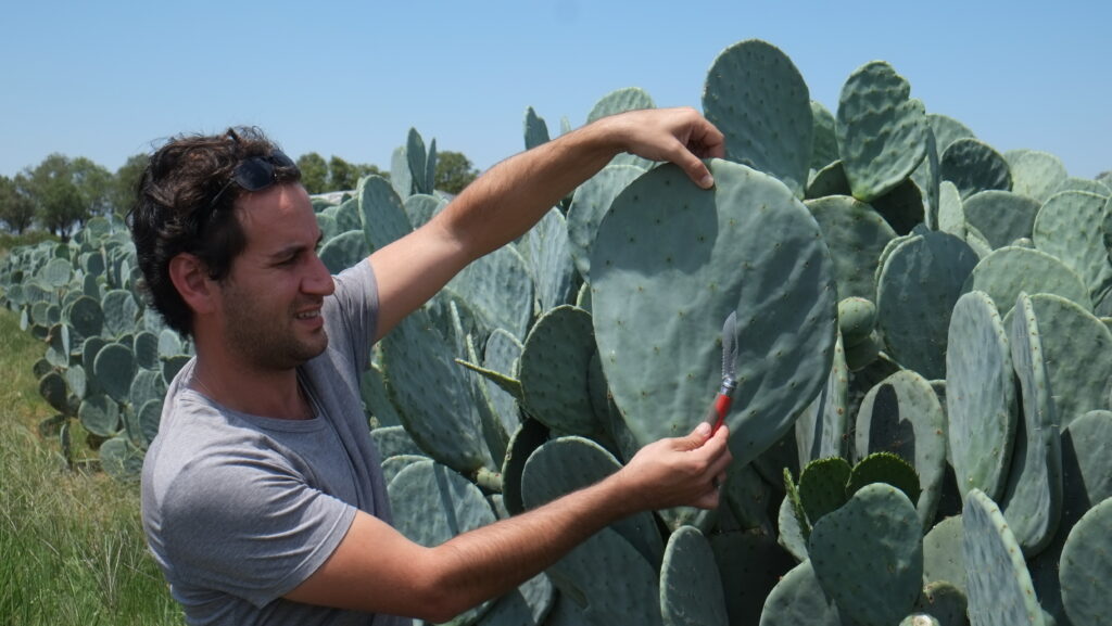 The spineless cactus, a promising source of sustainable energy