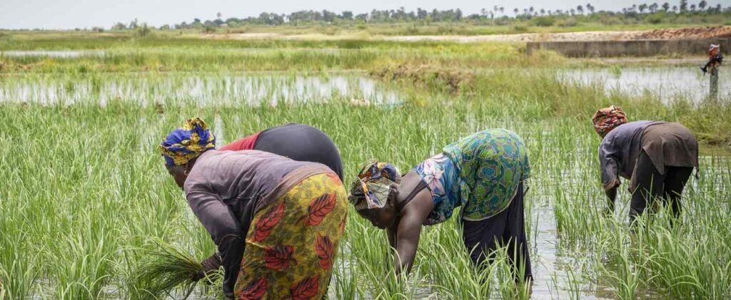 African Development Bank approves $11.7 million to facilitate access to fertilizers for African farmers