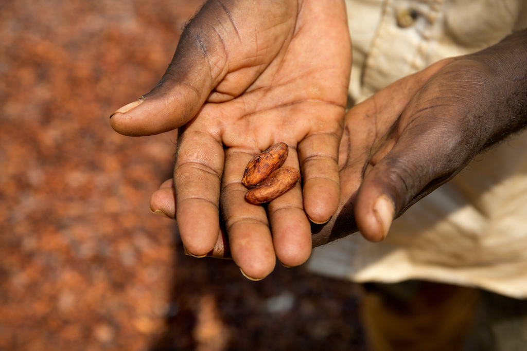 STAR Ghana Foundation praised for supporting cashew production