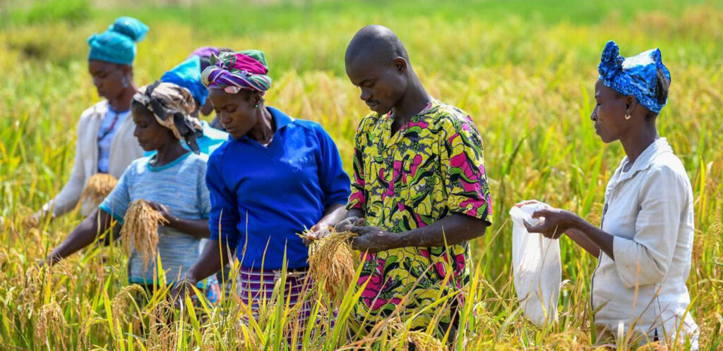 ‘African scientists and researchers should more often apply science to agriculture’