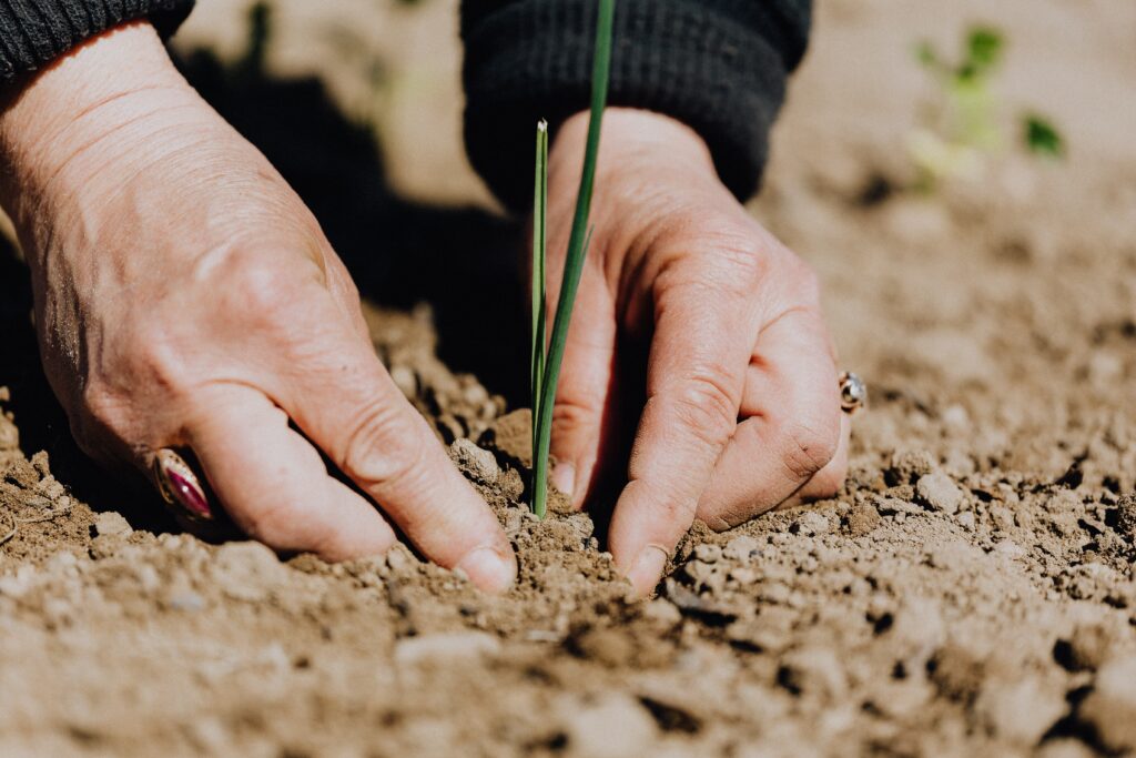 Over 89,000 improved seed varieties available for planting in 2023