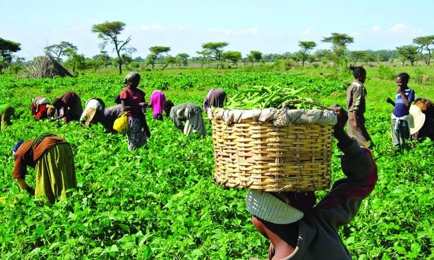 Honour Nigerian farmers with ‘National Farmers Day’, stakeholders tell FG