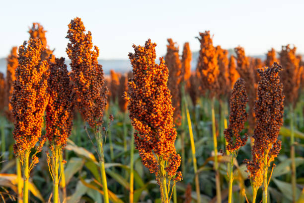 Sorghum Production Fails to Meet National Demand