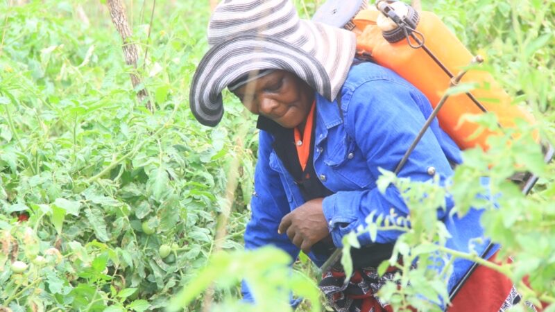 Farmers in Tanzania use pesticides to combat harmful moth, endangering biodiversity