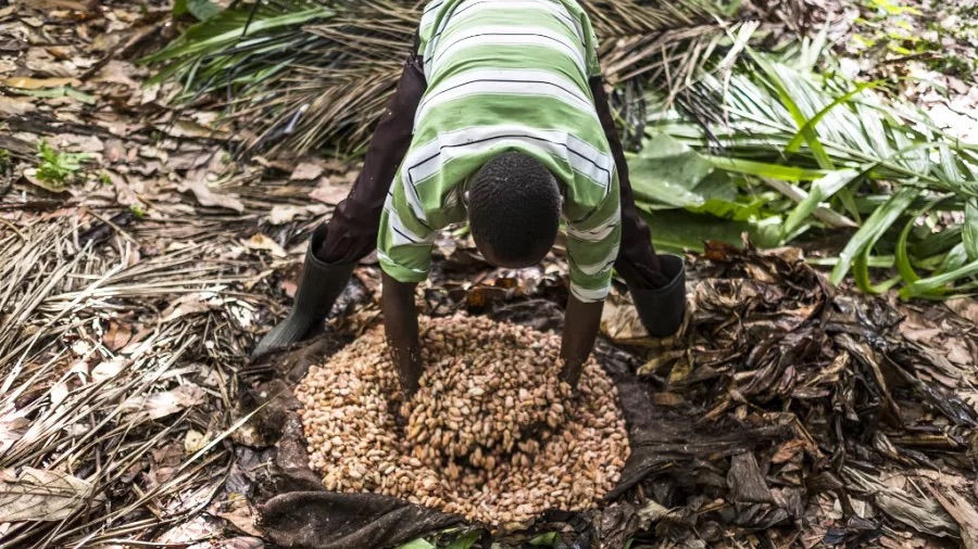 DRC: Business leaders and politicians call for agricultural development