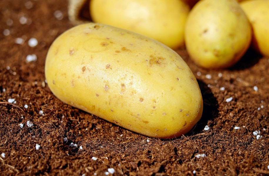 Kenyan scientists developed new GM potato variety free from late blight disease