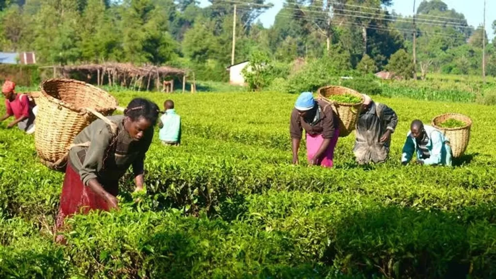 Nigeria Empowers 3,000 Smallholder Farmers with Modern Agricultural Techniques