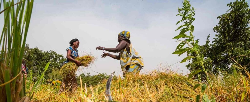 The Gambia: African Development Bank approves supplemental $16 million to boost agriculture and food security