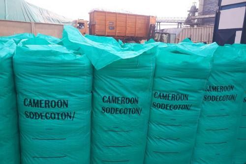 Cameroon’s Cotton Exports Fall 14.7% in 2023, But Stay in Top 5