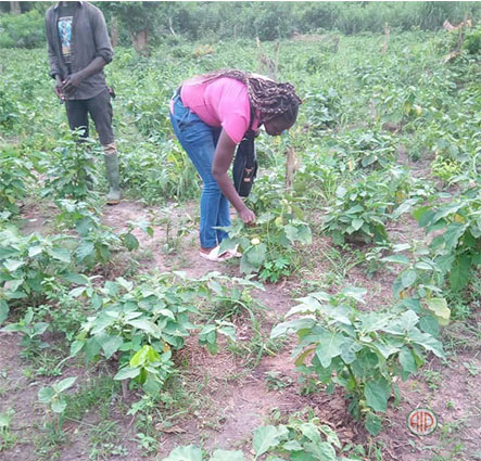 Ivory Coast-AIP/ An agricultural cooperative intends to contribute to food self-sufficiency in Guemon