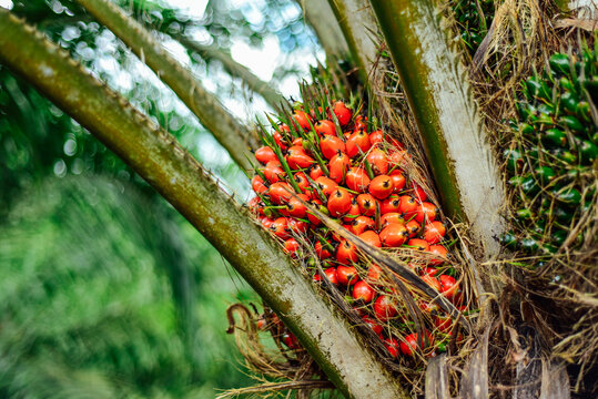 Annual Palm Oil Importation Costs Nigeria $600 Million