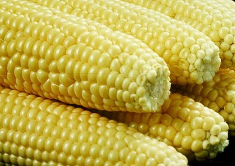 Nigeria begins selling four genetically modified Tela maize varieties, Ethiopia, Mozambique expected to follow