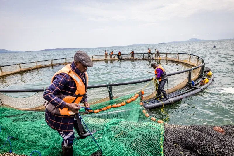 Boom ahead for African fish farming amid surging protein demand