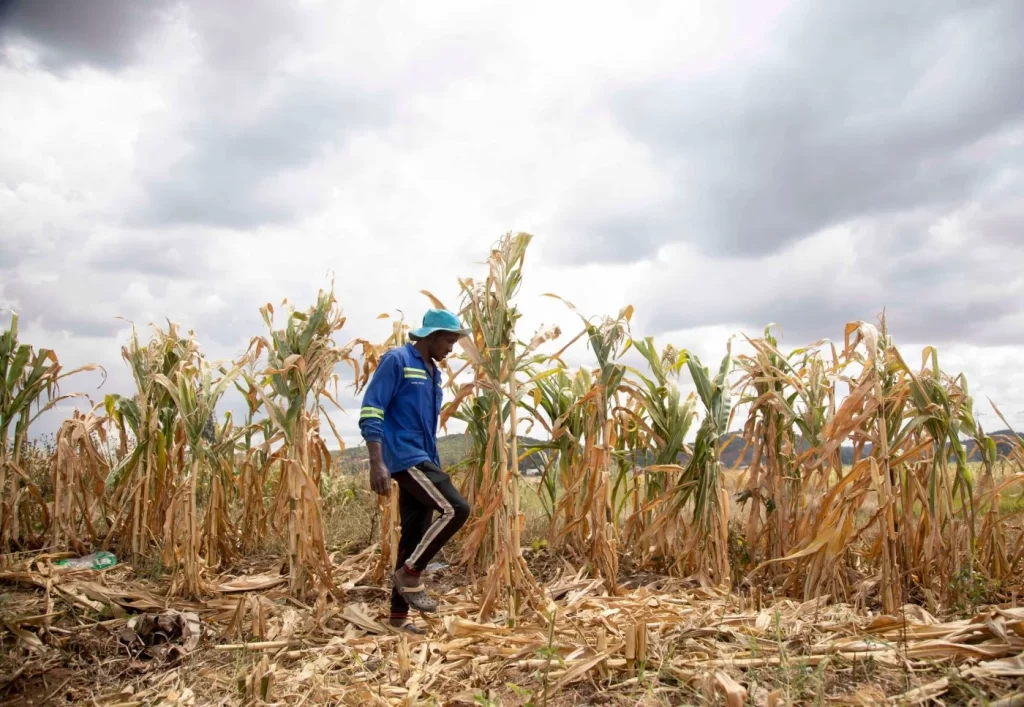 El Niño triggers food crisis in Southern Africa