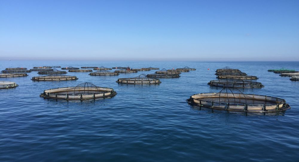 Morocco, Japan poised to bolster sea fisheries, aquaculture cooperation