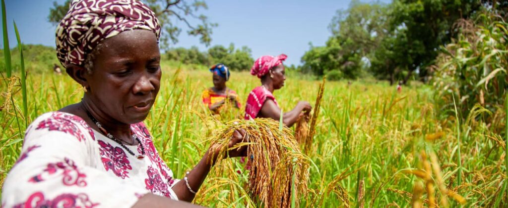 DRC: African Development Bank Group grants $260 million loan to strengthen agricultural sector and value chains