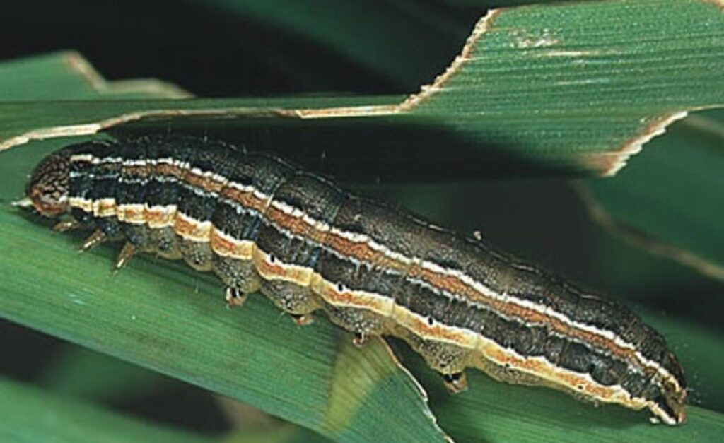 Nigeria: Ekiti Government Issues Advisory On Outbreak of Fall Armyworms