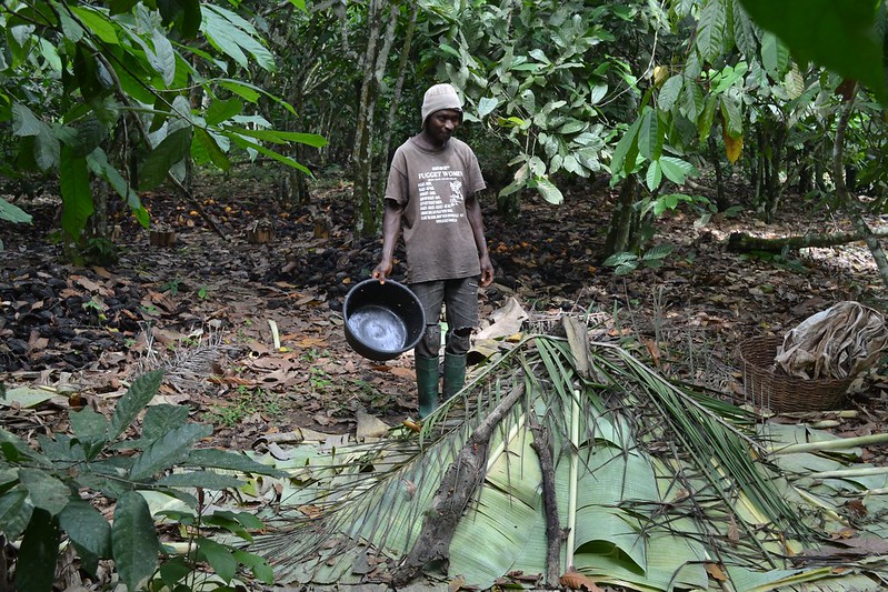 Cocoa Disease in Ghana Threatens Agriculture and Economy