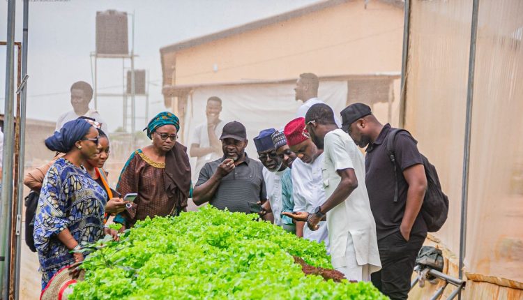 Niger State Pushes for Food Security with Soilless Farming Initiative