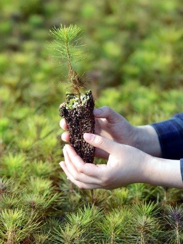 Pratley’s perfect horticultural growing medium