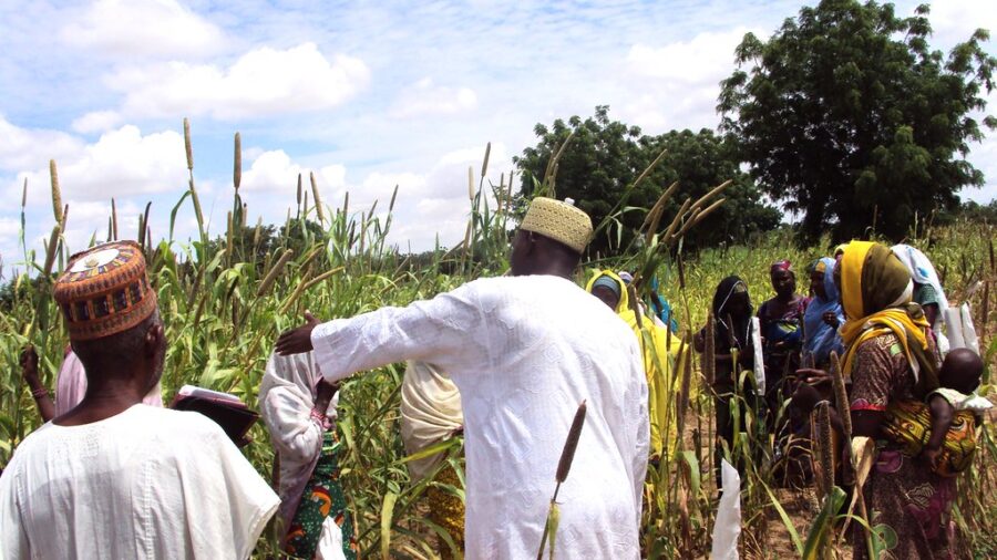 “I almost gave up”: Famers in north Nigeria sweat in rising heatwaves