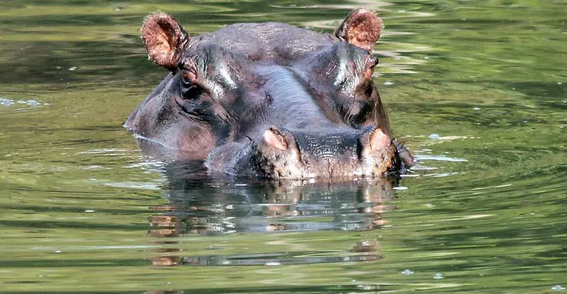 Can Rural Resource Centres bring Cameroon’s conservationists and local communities together?