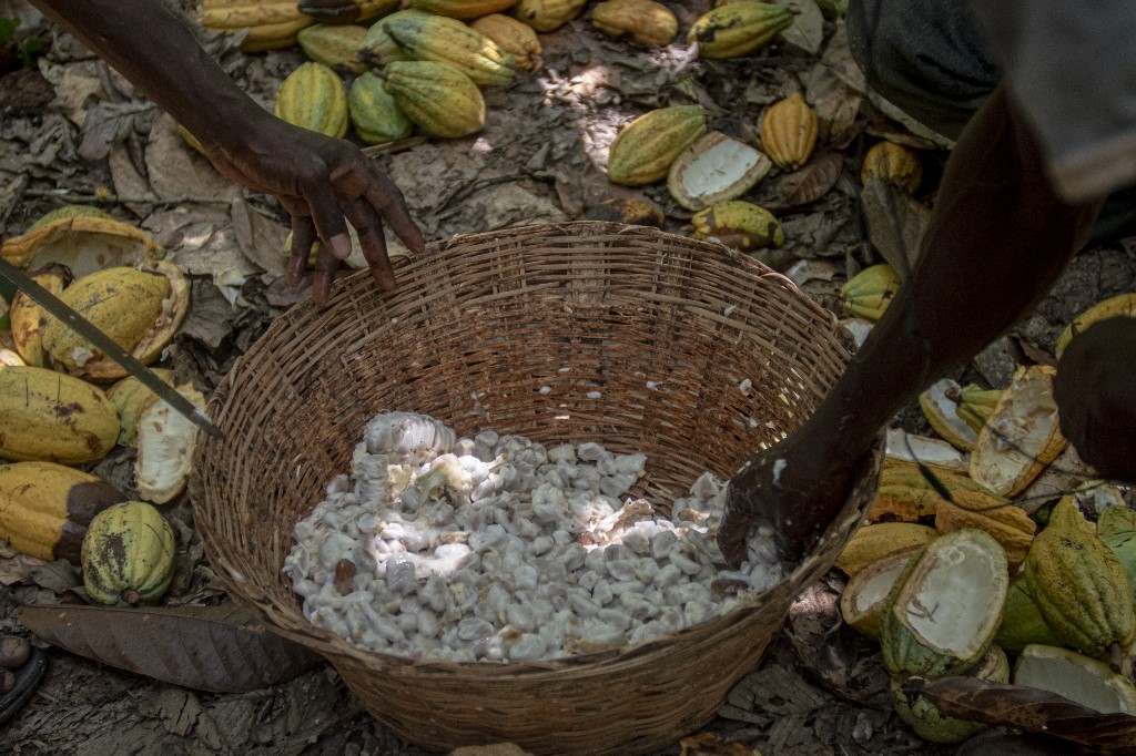 Ghana raises cocoa price by 45% to deter smuggling