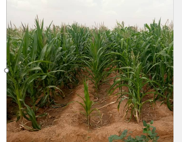 TELA Maize, Future Of Nigeria’s Agriculture