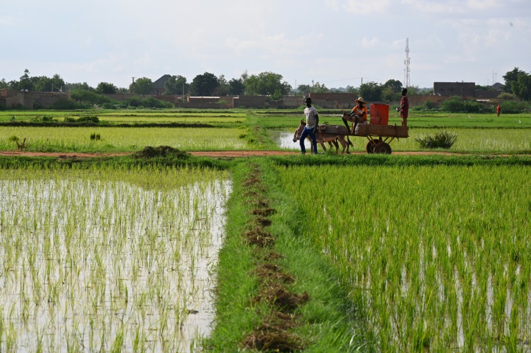 Niger Bans Grain Exports To All Bar Burkina, Mali