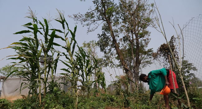 Why Nigeria Is Yet To Tap Into Agric Value Chain – Kaduna Commissioner