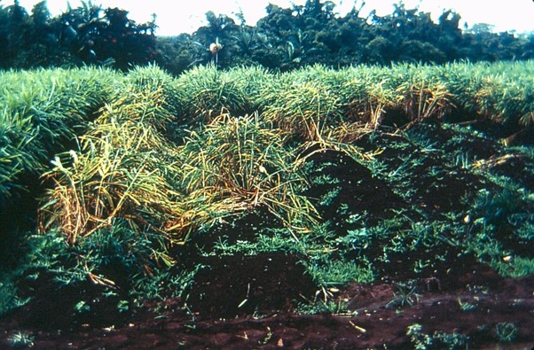 Nigeria tackles ginger blight with N1.6bn intervention