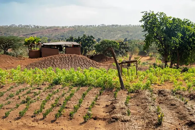 Nigeria: Agriculture development fund to finance gender-sensitive, climate-smart farming