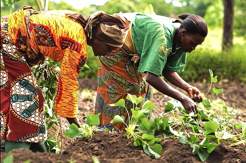 Women in mechanised agriculture expands access to technology