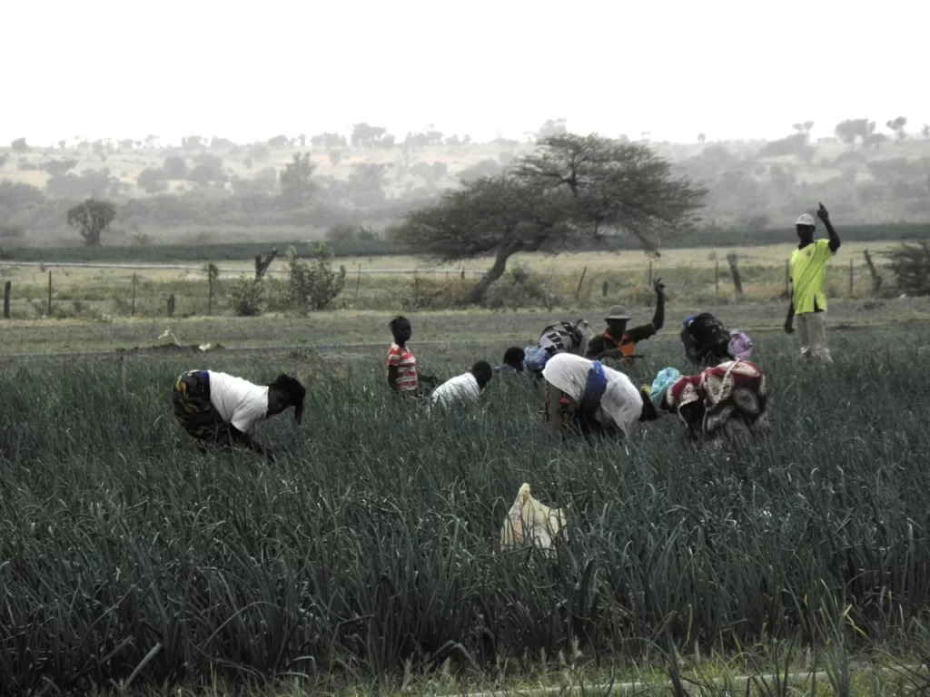 Turkish cooperation agency launches agricultural project in Niger’s Agadez region