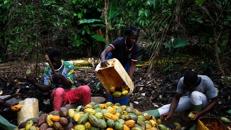 Dry weather threatens cocoa harvest in Ivory Coast, farmers say