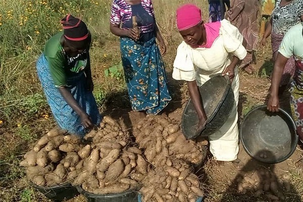 New high-yield yam varieties transform farming in Nigeria, benefiting seven states and FCT