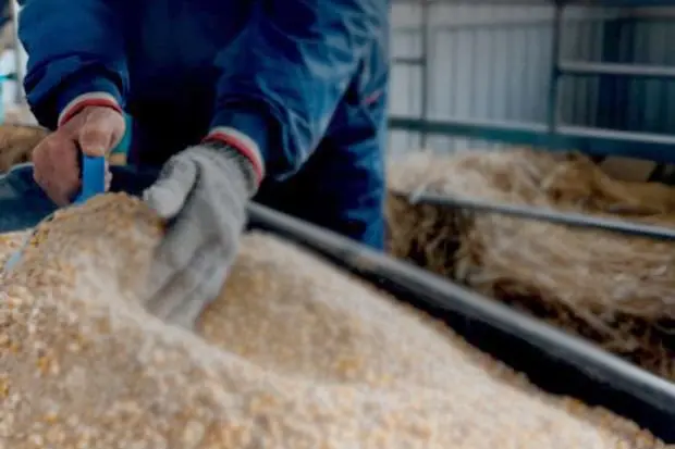 Nigeria: Gombe government partners China-based firm to promote animal feed production