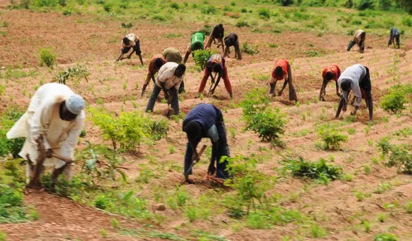 Agricultural Productivity: FCT Farmers Root For GM Cowpea, TELA Maize